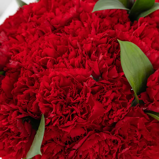 25 Passion Carnations | Square Vase
