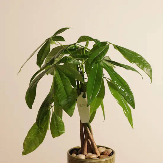 Beautiful Pachira Money Tree Plant