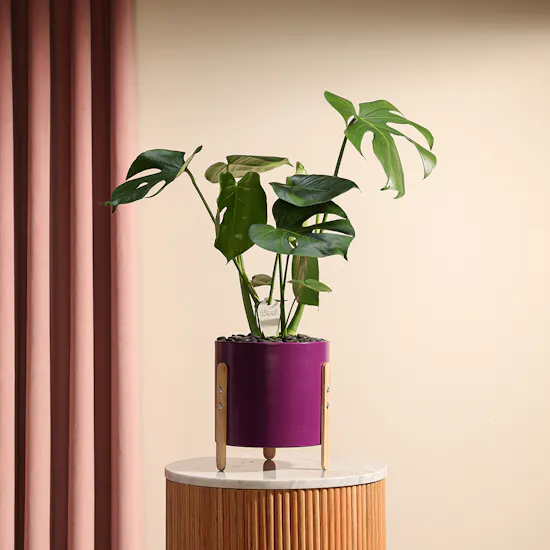 Enchanting Monstera Vase