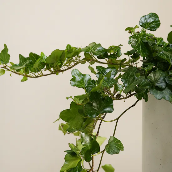 Emerald Hedera Plant Vase