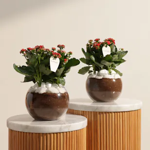 Tranquility Duo Red Kalanchoe Plants Vase