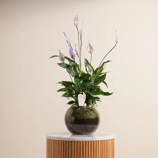 Purple Peace Lilies Plant