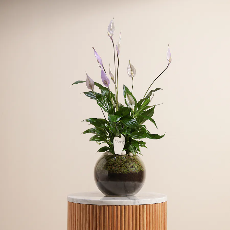 Peace Lilies Purple | Glass Vase 1