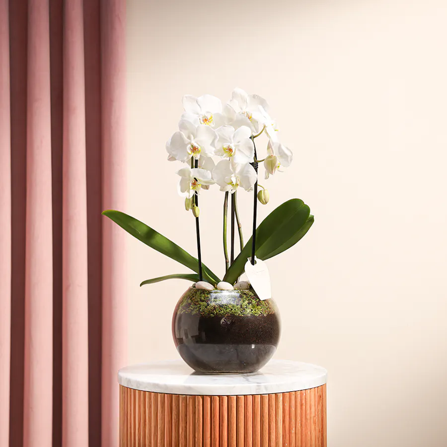 White Orchid Plant  2