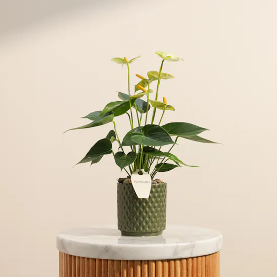 Elegant Light Green Anthurium Plant