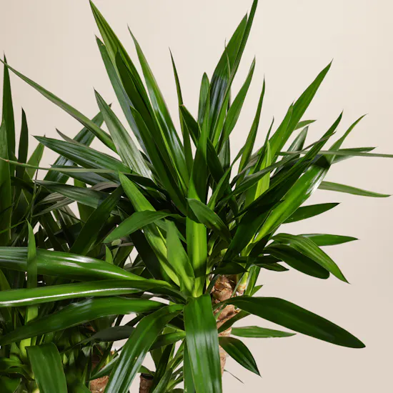 Charm Green Yucca Elephantipes Plant