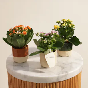 Majestic Small Kalanchoe Plants Set