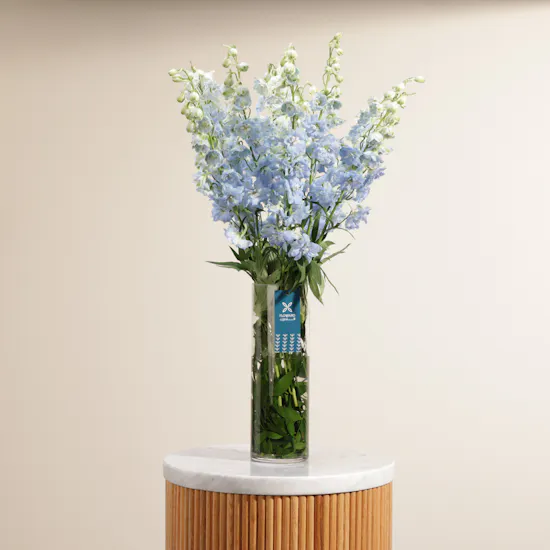 Blue Delphiniums | Glass Vase