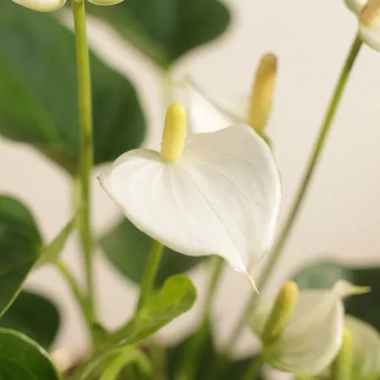 Fancy White Anthurium Plant