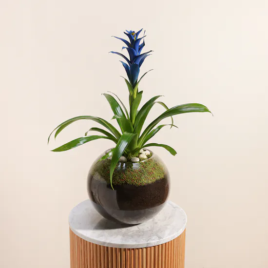 Guzmania Blue
