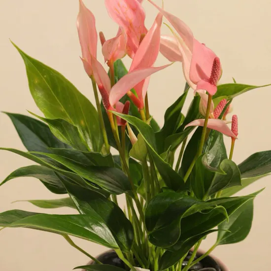 Lush Pink Anthurium Plant