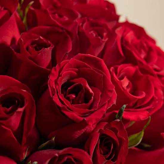 Love's Passion Blooms