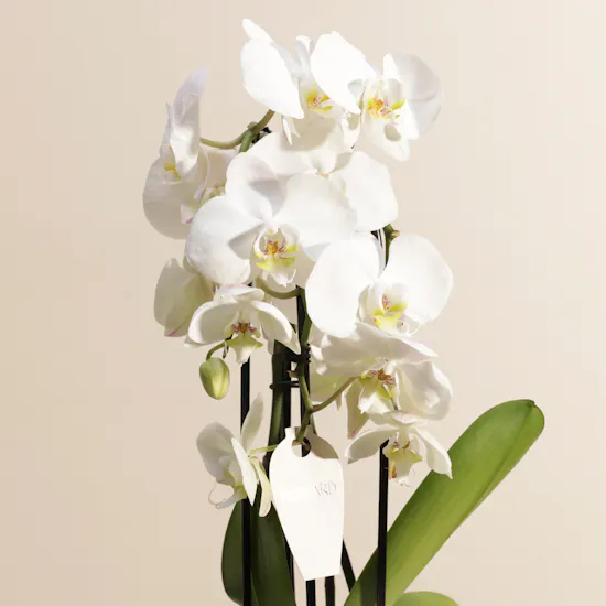 Fancy White Orchid Plant