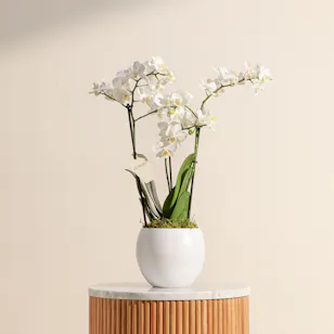 Magical White Phalaenopsis Plant
