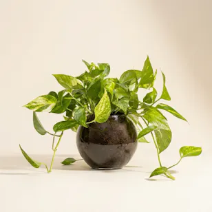 Golden Pothos Plant Golden Pothos Plant