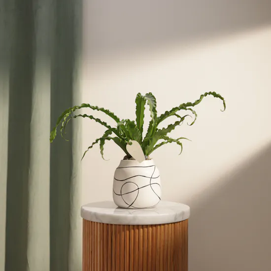 Emerald Asplenium Osaka Plant