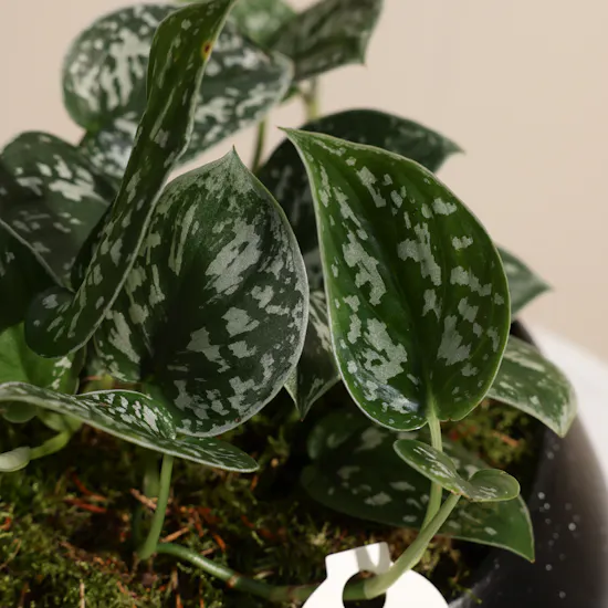 Stunning Scindapsus Plant