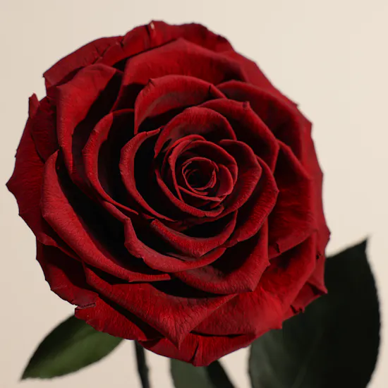 Dark Red Single Preserved Rose Dome