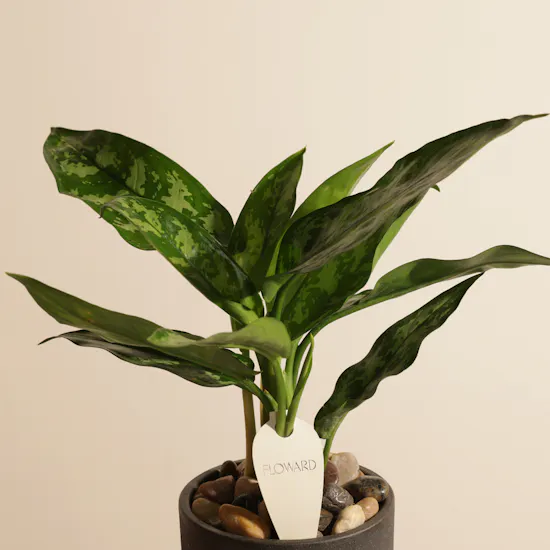 Serene Green Maria Aglaonema Plant