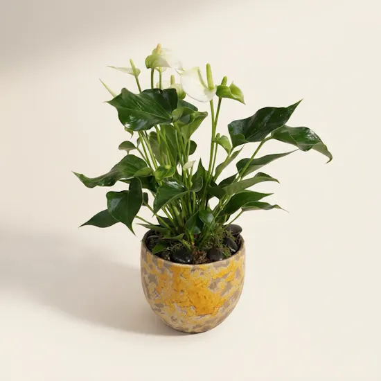 Unique White Anthurium Plant