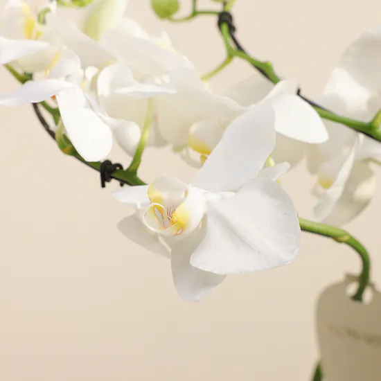 Elegant White Phalaenopsis Plant