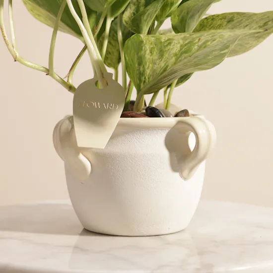 Blooming Epipremnum Marble Plant