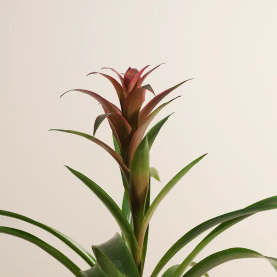 Pink Guzmania | Ceramic Pot