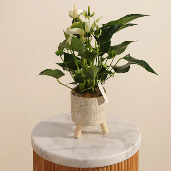 Fancy White Anthurium Plant