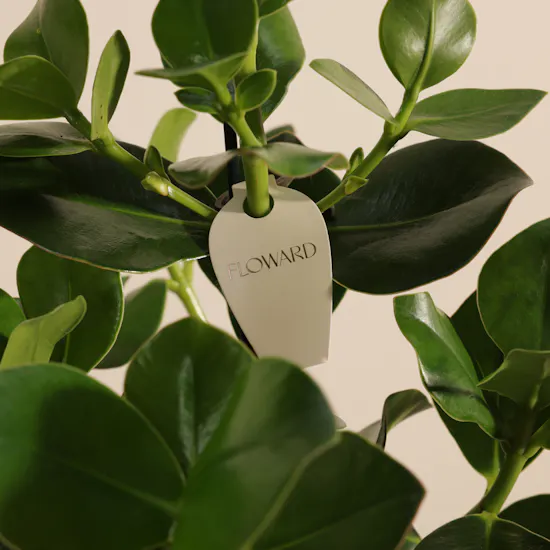 Shiny Green Clusia Rosea Princess Plant