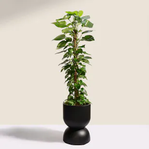 Lush Green Big Epipremnum Plant