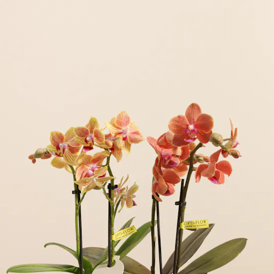 Dreamy Two Small Phalaenopsis Plants