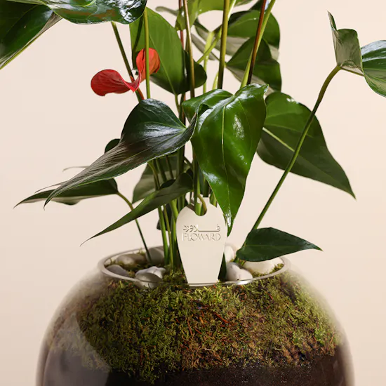 Red Anthurium | Glass Pot