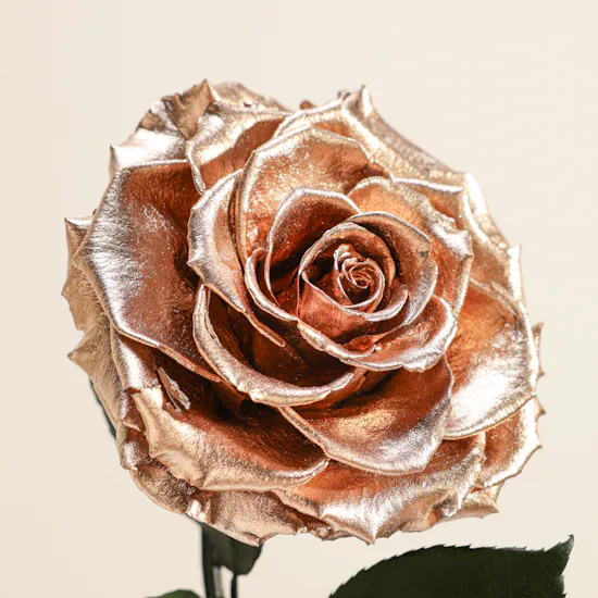 Shiny Gold Single Preserved Rose Dome