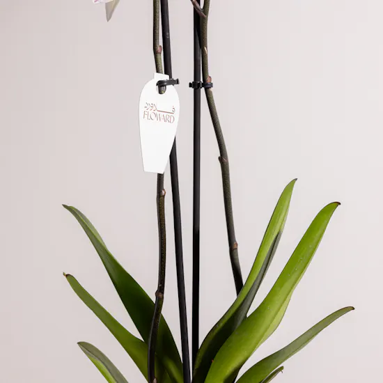 Pure Elegance Orchid Plant