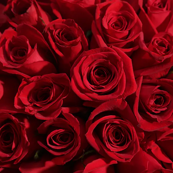 100 Congrats Roses
