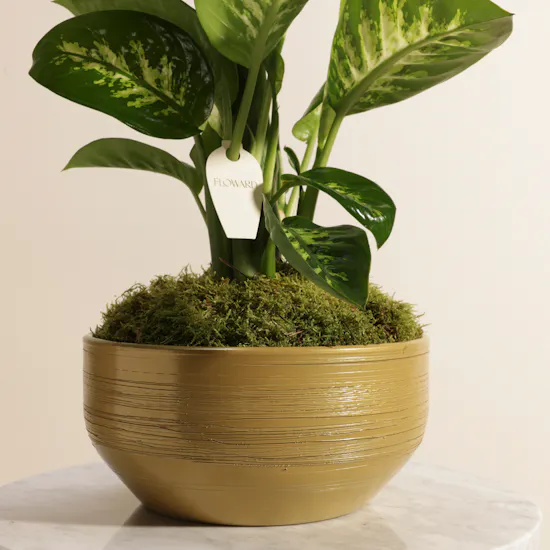 Green Dieffenbachia Plant