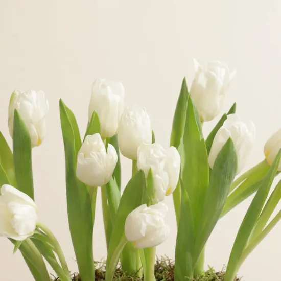 Festive White Tulip Box