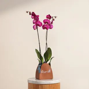 Purple Orchid | Alf Mabrook 