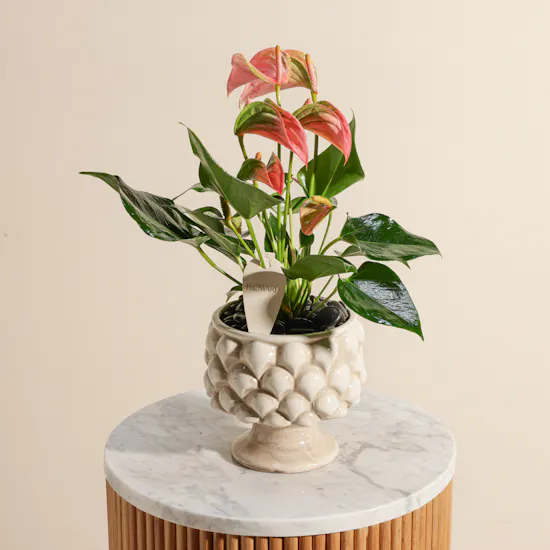 Unique Pink Anthurium Plant Vase
