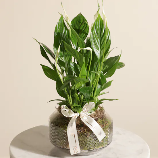 Small Green Spathiphyllum Plant