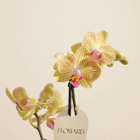 Enchanting Small Yellow Phalaenopsis Plant