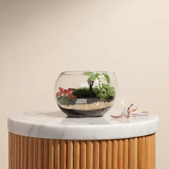Nature's Harmony Terrarium