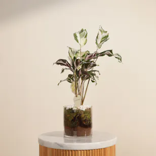 Crystal Calathea Stella Plant Crystal Calathea Stella Plant
