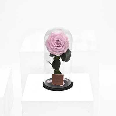 Preserved Pink Rose | Dome Glass
