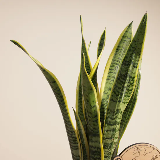Unique Nigerian Sansevieria Earth Day Plant