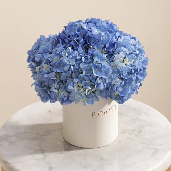 Graceful Blue Hydrangea Box | 6 Flowers