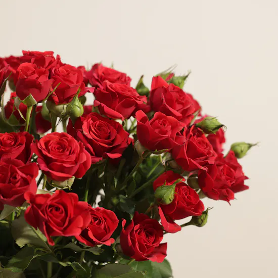 مزهرية تناغم البيبي جوري الأحمر الآسر