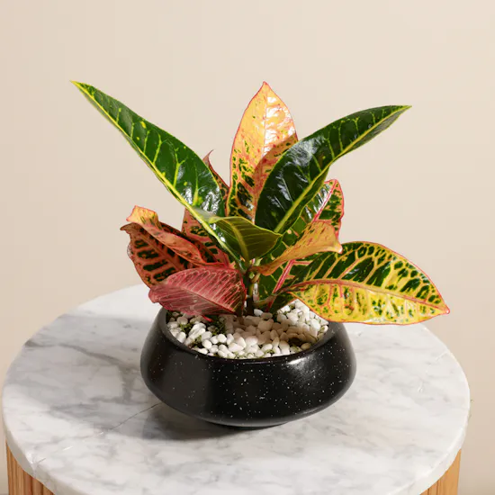 Glam Codiaeum Petra Plant