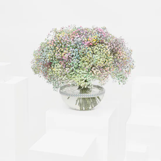Alleviating Gypsophila | Glass Vase