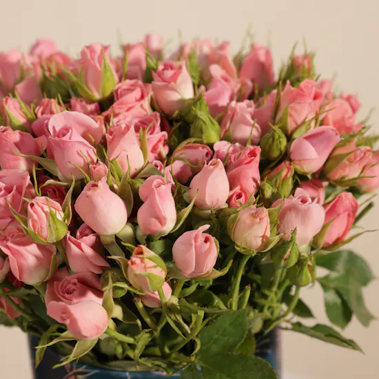 Soft Pink Baby Rose Box | 25 Flowers